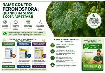 Rame contro peronospora: quando ha senso e cosa aspettarsi