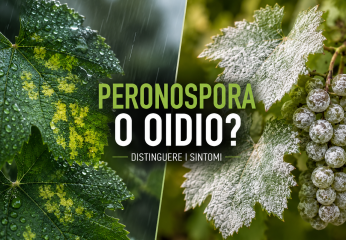 Peronospora o oidio? Come distinguere i sintomi e scegliere la strategia giusta