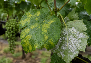 Peronospora dopo pioggia e umidità: cosa valutare prima di intervenire