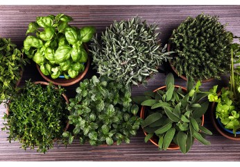 Quali Piante Coltivare In Casa? 7 Facili Erbe Aromatiche