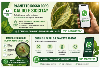Ragnetto rosso dopo caldo e siccità: segnali da osservare prima di intervenire