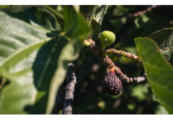 Cocciniglia - cos'è, prevenzione e rimedi