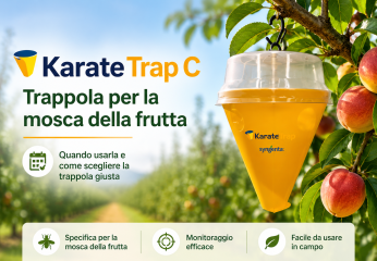 Mosca della frutta e mosca dell’olivo: differenze e trappole da usare