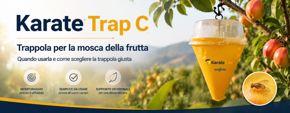 Mosca della frutta e mosca dell’olivo: differenze e trappole da usare