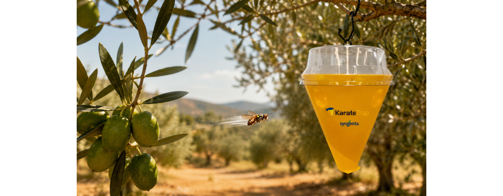 Olive bucate o rovinate: è mosca dell’olivo? Come riconoscerla e cosa fare