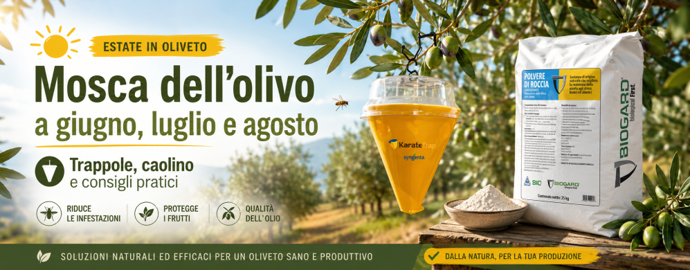 Mosca dell’olivo a giugno, luglio e agosto: cosa fare subito per proteggere le olive
